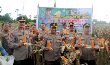 Kapolda-NTT-Panen-dan-Tanam-Jagung-Bersama-Kelompok-Tani-di-Desa-Kuanheum