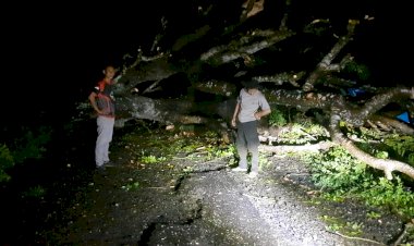 Pohon-Tumbang-Tutupi-Akses-Jalan-dan-Sebabkan-Pemadaman-Listrik-Akibat-Cuaca-Ekstrem