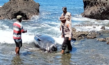Anggota-Polsubsektor-Pureman-Bersama-Masyarakat-Mengevakuasi-Ikan-Paus-Pilot-yang-Terdampar-di-Pantai-Liliwera-Kabupaten-Alor