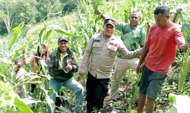 Polsek-Pantar-dan-PPL-Dinas-Pertanian-Pantau-Perkembangan-Tanaman-Jagung-untuk-Dukung-Ketahanan-Pangan