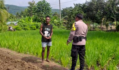 Pengecekan-dan-Pengawasan-Pertumbuhan-Tanaman-di-Lahan-Penanaman-Sayur-Kangkung-oleh-Polsek-Atu,-Polres-Alor