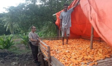 Kanit-Binmas-Sambangi-Lahan-Jagung-Milik-Warga-di-Desa-Air-Mancur,-Cek-Hasil-Panen-dan-Bangun-Komunikasi