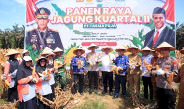 Kapolres-Kampar-Panen-Raya-Jagung:--Wujud-Dukungan-Nyata-untuk-Ketahanan-Pangan-Nasional