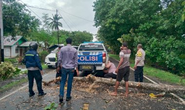 Polisi-dan-Warga-Gotong-Royong-Bersihkan-Pohon-Tumbang-di-Kabola,-Arus-Lalu-Lintas-Kembali-Lancar