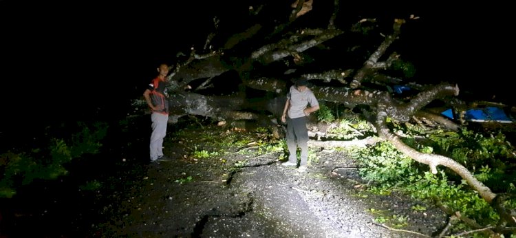 Pohon Tumbang Tutupi Akses Jalan dan Sebabkan Pemadaman Listrik Akibat Cuaca Ekstrem