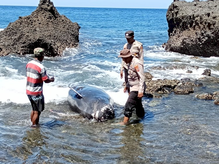 Anggota Polsubsektor Pureman Bersama Masyarakat Mengevakuasi Ikan Paus Pilot yang Terdampar di Pantai Liliwera Kabupaten Alor