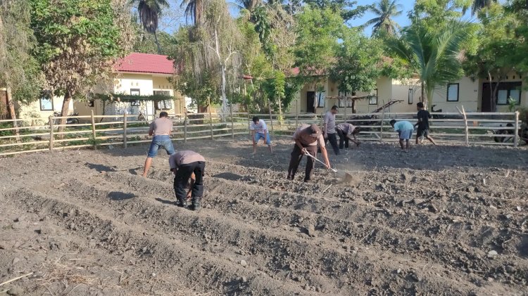 Polsek Alor Timur Dukung Ketahanan Pangan Nasional melalui Pembukaan Lahan Pertanian