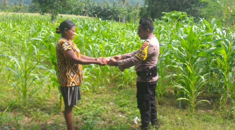 Dukung Ketahanan Pangan di Desa Petleng, BRIPKA Toni Frans Kunjungi Kebun Jagung Warga