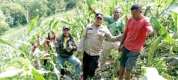 Polsek Pantar dan PPL Dinas Pertanian Pantau Perkembangan Tanaman Jagung untuk Dukung Ketahanan Pangan