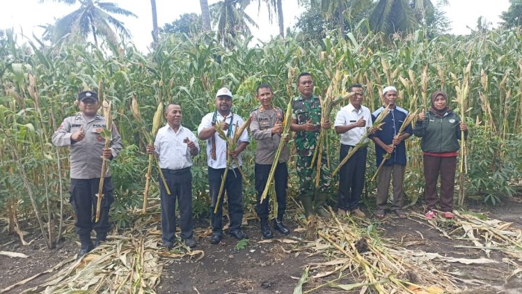 Panen Raya Jagung Serentak, Kapolsek Pantar Hadiri Kegiatan Bersama Masyarakat