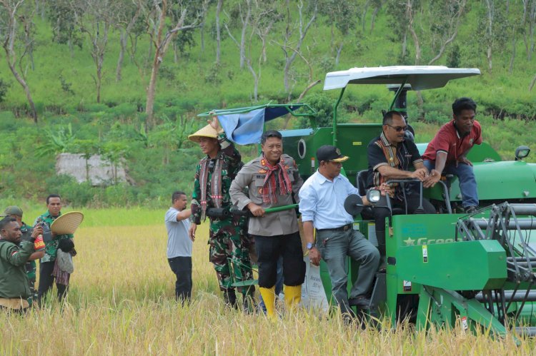 Kapolres Alor Hadiri Panen Raya Padi Bersama Bupati Alor di Desa Tanglapui
