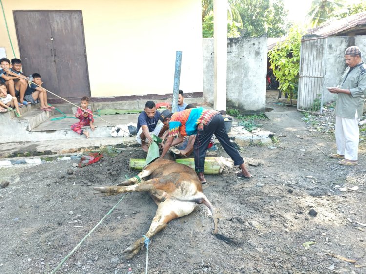 Polres Alor Gelar Pemotongan Hewan Qurban Idul Adha 1446 H