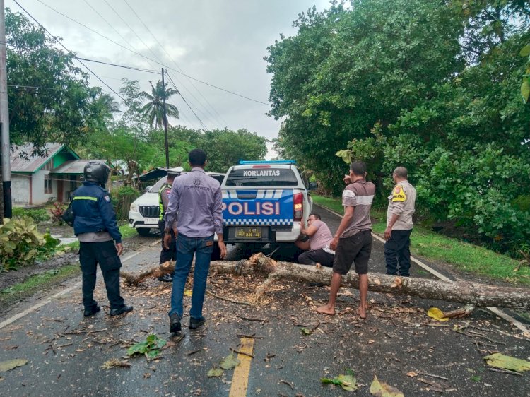 Polisi dan Warga Gotong Royong Bersihkan Pohon Tumbang di Kabola, Arus Lalu Lintas Kembali Lancar